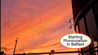 Magnificent Starling Murmuration in Belfast