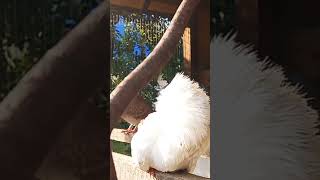 #cutebirds #funnyparrot #relaxingsingingbirds #RelaxingVideo #relaxing #funnybirds