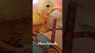 Cute Chick Chirping #viral #trending #chicks #tinnitus #shorts #viralshorts #trendingsong #cutechick