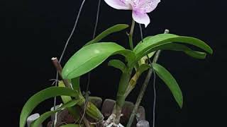 British Orchid Council