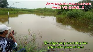 mancing Casting ikan gabus saat air sungai surut ternyata jam segini yang bikin ikan gabus barbar