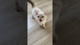 #shorts маленький котенок #video