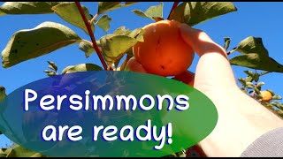 The Fuyu Persimmons are Ready!