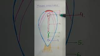 Midline structures of embryonic disc #generalembryology