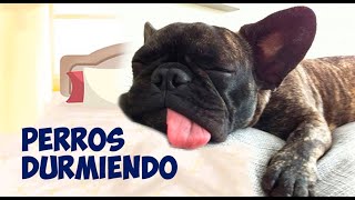 perros graciosos durmiendo compilación