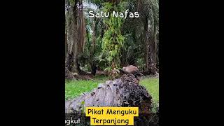 Pikat menguku terpanjang satu nafas... #tekukur #tekukurgacor #pikat