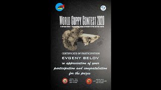 World Guppy Contest virtual 2020 - Моя рыба на выставке.