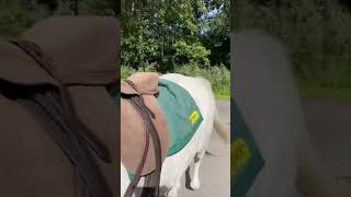 Who handled this Situation better? #youtube #horse #equestrian #shorts #cutehorses