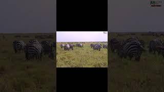 Serengeti Safari: Incredible Zebra Herd in the Heart of Africa | Tanzania Wildlife Adventure