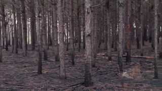 Pine Straw Baling on Pine Plantations