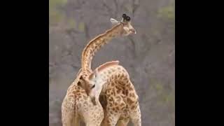 this giraffe love Best Animals compilation 2021| #shorts | Top Viral Animal Videos