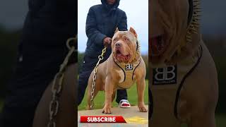 Tibetan Mastiff VS Pitbull | The king of Fluffy Giant #shorts #viral #dogs