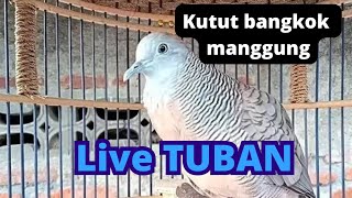 kutut bangkok manggung LIVE TUBAN #part1