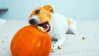 Halloween Pumpkin Carving Contest with My Dog