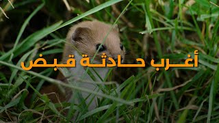 أغرب حادثة قبض حدثت لابن عرس* أداء سامر يونس