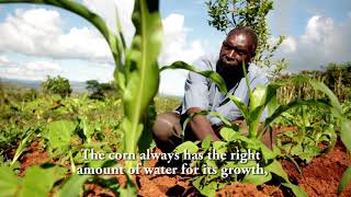 Benefiting from the symbiosis between maize and beans