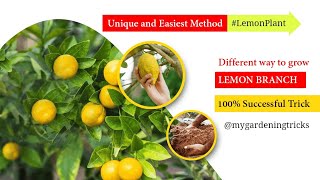 How to grow Lemon tree from cutting |  Grow Lemon branch #gardening #airlayering #lemon