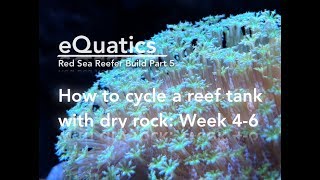 How to cycle a Reef Tank with Dry Rock week 2 - Red Sea Reefer Build Part 5