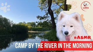 Кемпинг и утро у реки! Путешествия самоеда Луны! #samoyed #asmr #samoyeddog