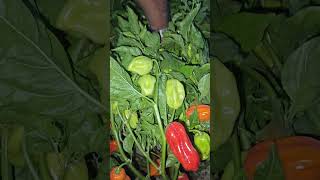 Red habenero pepper