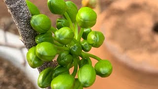 Giống mai đột biến #bonsai #xuhuong #caycanh #bonsaitree #maivang #thinhhanh #maivangbonsai