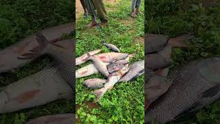 😲Unbelievable Net Fishing Massive Catla Fish Catching in Village River