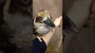 "El Kookaburra: El Pájaro que Ríe como un Humano"