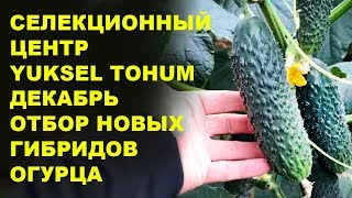 Выращивание овощей. Отбор новых гибридов огурца. Селекционный центр Yuksel Tohum