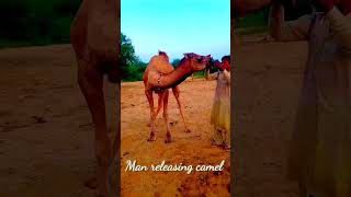 Man releasing camel رجل يطلق الجمل || desert Thar || #camels #camel #camelsofdesert #desertanimals