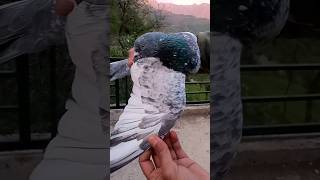 😍#kabutar #aseel #pigeon #pets #ytshorts #shorts