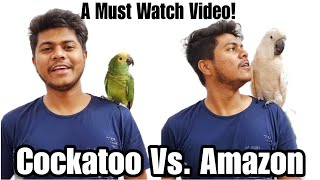 MOLUCCAN COCKATOO VS. BLUE FRONTED AMAZON || WHICH ONE SHOULD YOU BUY? || All About Pets