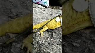 Iguana #small #viral #shorts