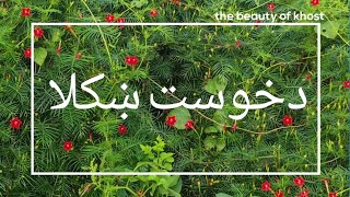 خوست متون | khost matoon #khost #khost_city #matoon #flowers #خوست #متون #ګلان