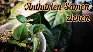 Anthurium Samen ziehen | Licht, Temperatur und Substrat