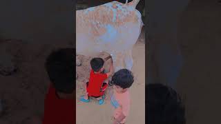 #Desi #cow #children देसी देसी ना बोले कर छोरी Desi Desi Na Bole Vasu Bhardwaj