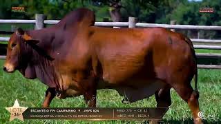 Touro Sindi 33  Escanteio Fiv Camparino.  Fazenda NSF  Marabá Pará