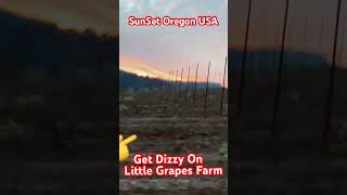 Dizzy ON BABAY GRAPES FARM