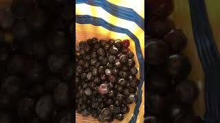 BLUEBERRY PICKING IN OUR LITTLE GARDEN | ブルベリー🫐#SHORTS