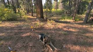 Stanislaus National Forrest , Secluded