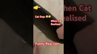 CAT FUNNY REACTION WHEN HE REALISE WHAT HAPPEN 😂