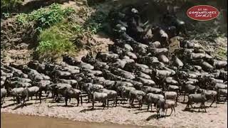 The great Migration 2024: Mara River Crossing