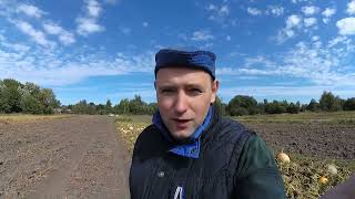 The process of harvesting beets by hand, pumpkin harvesting.