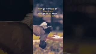 Ajnavi Dost Birds Love #pigeon #birds  #shorts #viral #trending #youtubeshorts #Dream_birds_love