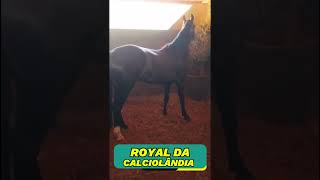 ROYAL DA CALCIOLÂNDIA #mangalargamachador/#mangalargadobrasil/#mangalargadeelite/#viral_video