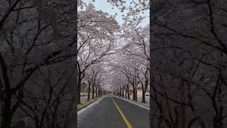 CHERRY BLOSSOM || 벛꽃 || SAKURA NO HANA