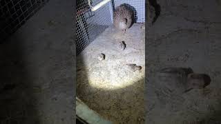 grey francolin chicks with their mother | mother animal love #mother