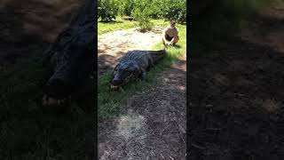 Crocodiles Cannot Stick Their Tongue Out