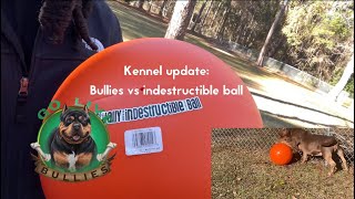 VLOGMAS DAY 24: AMERICAN BULLY KENNEL LIFE| bullies vs indestructible ball