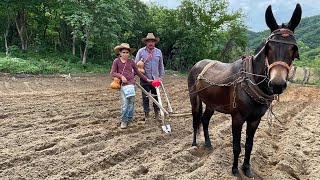 LLEGÓ LA LLUVIA Y NOS FUIMOS  A SEMBRAR al estilo Rancheritos De Sinaloa