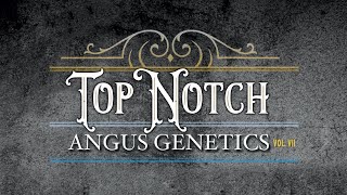 Top Notch Angus Vol. VII : Oct 21, 2023